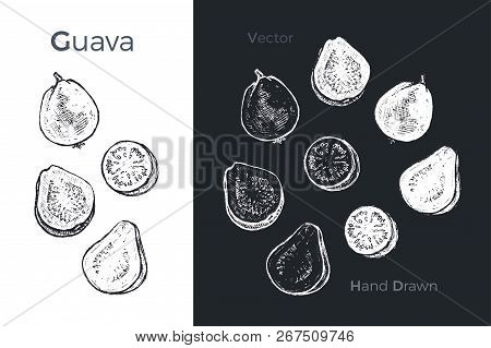 Hand Drawn Guava Icons Set Isolated On White And Black Chalk Background. Sketch Of Fruits For Packag