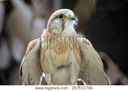 This Is A Close Up Of A Nankeen Kestrel