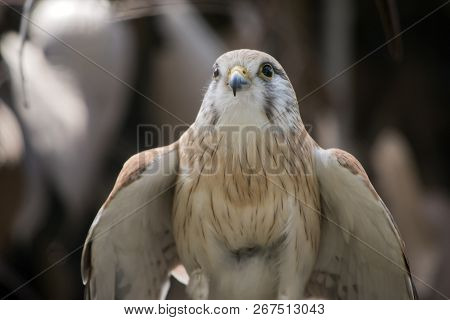 This Is A Close Up Of A Nankeen Kestrel