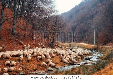 Sheep Grazing Near The River, Rasinari Village Area, Sibiu County, Romania