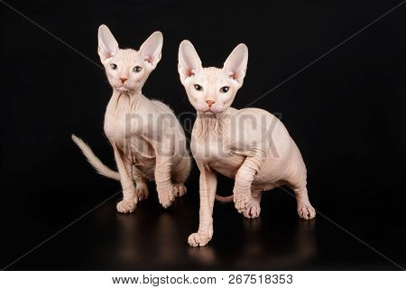 Don Sphinx Cat On Colored Backgrounds
