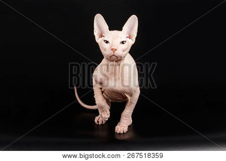 Don Sphinx Cat On Colored Backgrounds