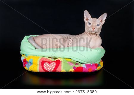 Don Sphinx Cat On Colored Backgrounds
