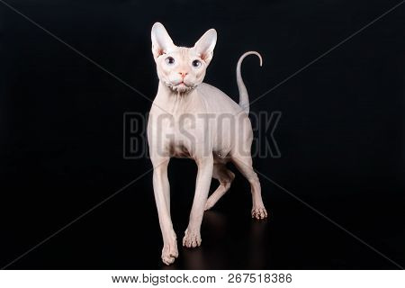 Don Sphinx Cat On Colored Backgrounds