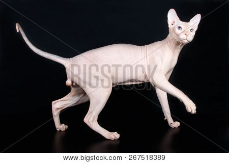 Don Sphinx Cat On Colored Backgrounds