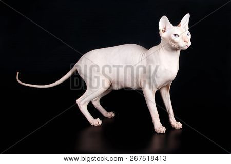 Don Sphinx Cat On Colored Backgrounds