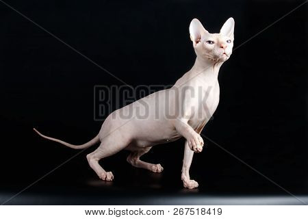 Don Sphinx Cat On Colored Backgrounds