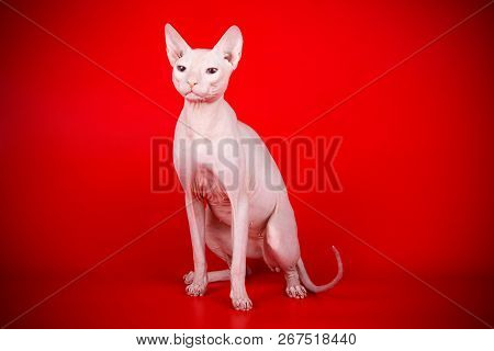 Don Sphinx Cat On Colored Backgrounds