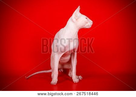 Don Sphinx Cat On Colored Backgrounds