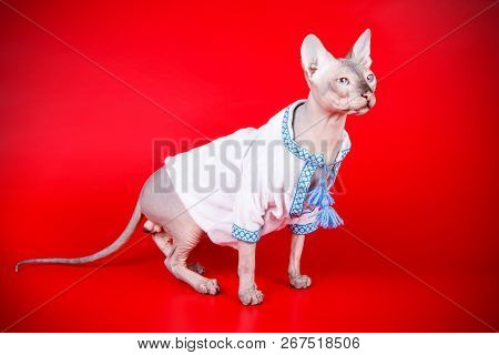 Don Sphinx Cat On Colored Backgrounds