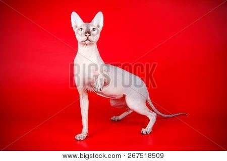 Don Sphinx Cat On Colored Backgrounds