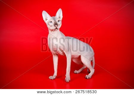 Don Sphinx Cat On Colored Backgrounds