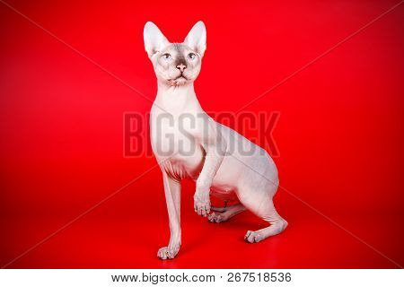 Don Sphinx Cat On Colored Backgrounds