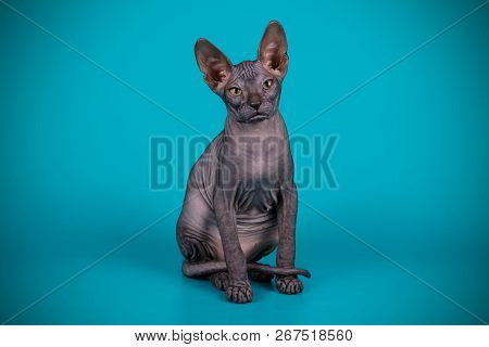 Don Sphinx Cat On Colored Backgrounds