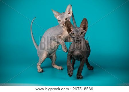 Don Sphinx Cat On Colored Backgrounds