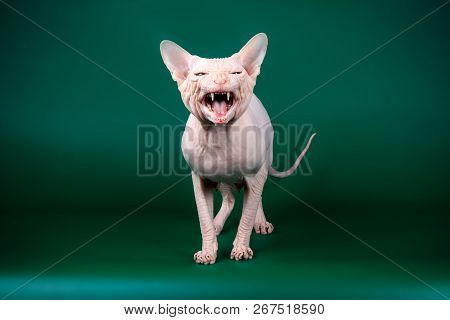 Don Sphinx Cat On Colored Backgrounds