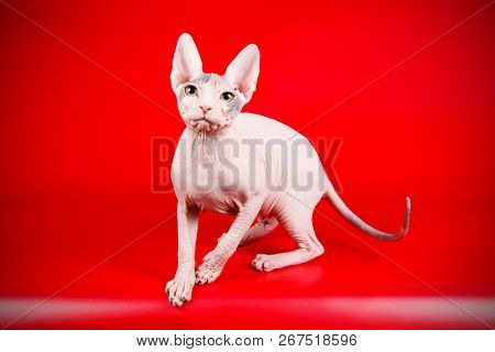 Don Sphinx Cat On Colored Backgrounds