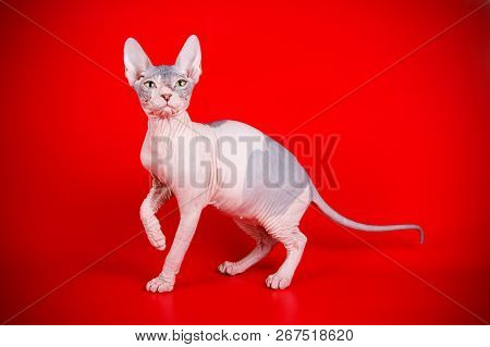 Don Sphinx Cat On Colored Backgrounds