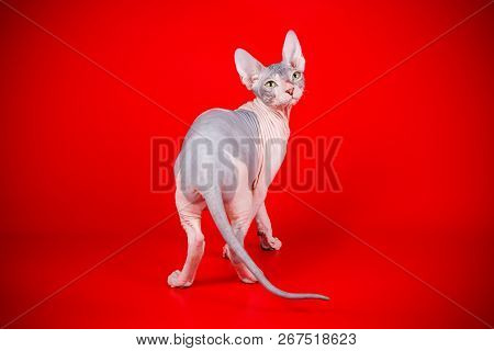 Don Sphinx Cat On Colored Backgrounds