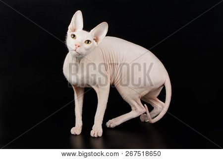 Don Sphinx Cat On Colored Backgrounds