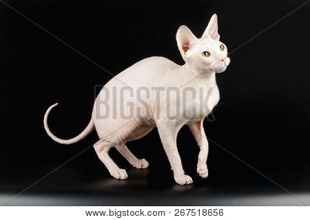 Don Sphinx Cat On Colored Backgrounds