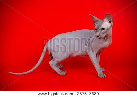Don Sphinx Cat On Colored Backgrounds