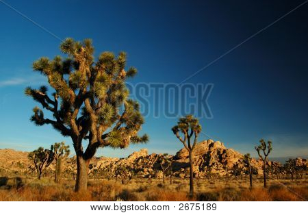 Joshua Tree0001