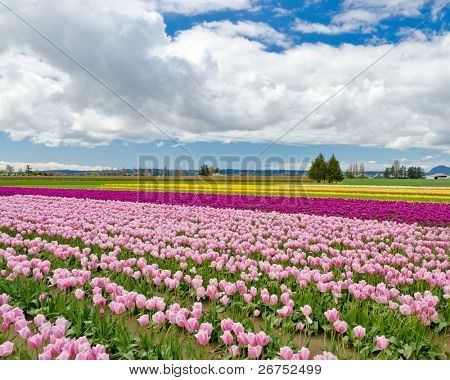 Campo di tulipani a Skagit, Washington State, America.