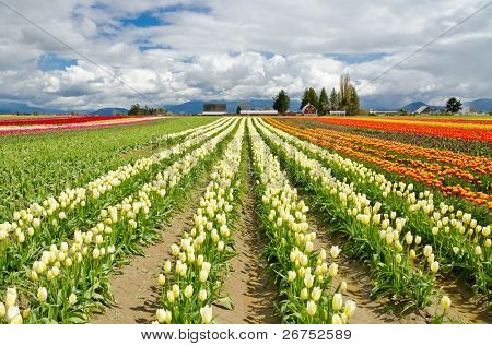 Campo di tulipani a Skagit, Washington State, America.