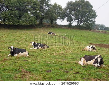Regurgitating Cattle In Green Meadow - Furela, Galicia, Spain