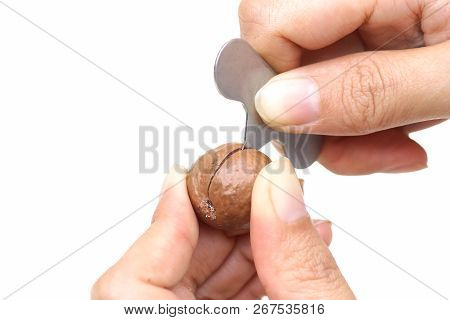 Hand Using A Nut Cracker Tool With Macadamia Nuts Isolated On White Background
