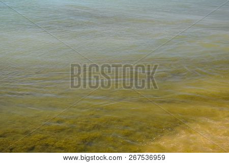 Coastal Sea Waves. Seawater With Seaweed. Coastal Algae. Sea Beach