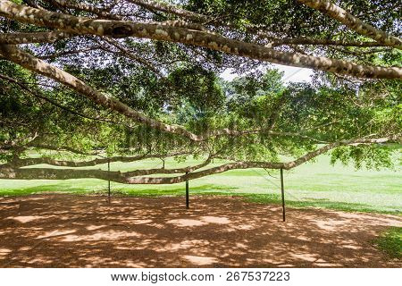 Branches Of Giant Ficus Benjamina In Peradeniya Royal Botanical Gardens Near Kandy, Sri Lanka
