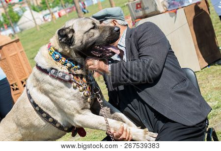 Turkish Breed Shepherd Dog Kangal As Livestock Guarding Dog