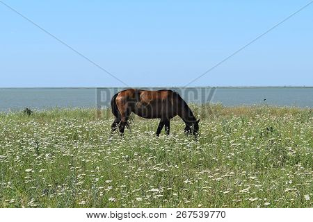 The Grazed Horse. The Horse Eats The Grass Growing On A Pasture At Coast Of The Sea Of Azov.