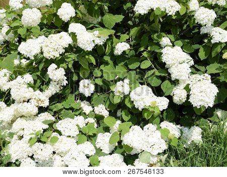 Flowers Of A Buldenezh. Flowers Of A Buldenezh