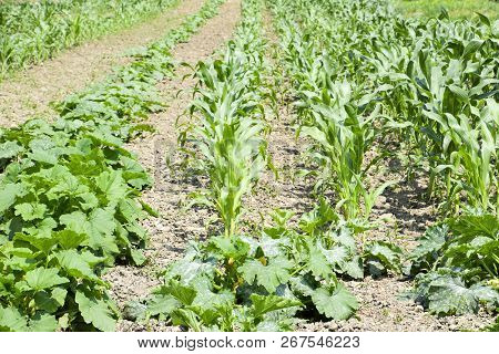 Vegetable Garden With Zucchini And Corn. Vegetable Beds In The Garden. Weed Beds