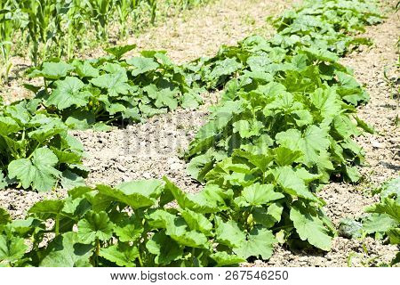 Vegetable Garden With Zucchini And Corn. Vegetable Beds In The Garden. Weed Beds