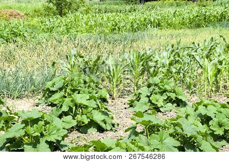 Vegetable Garden With Zucchini And Corn. Vegetable Beds In The Garden. Weed Beds