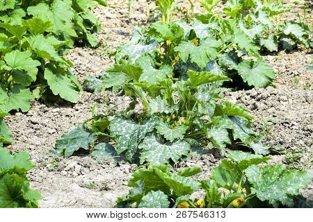 Vegetable Garden With Zucchini And Corn. Vegetable Beds In The Garden. Weed Beds