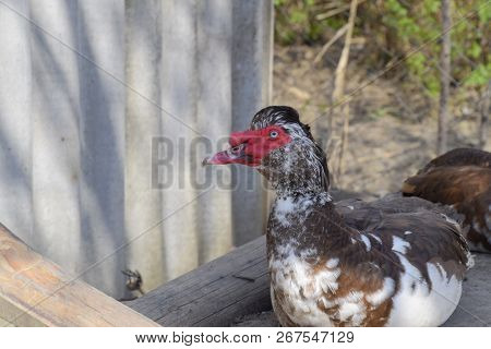 The Musky Duck. The Maintenance Of Musky Ducks In A Household.