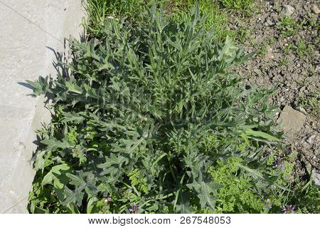 A Carduus Marianus. Spiny Bojodak Sow Plant