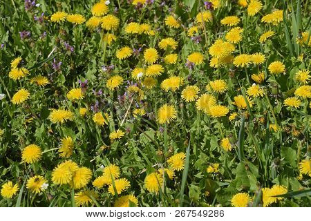 Flowering Dandelions In The Clearing. Meadow With Dandelions