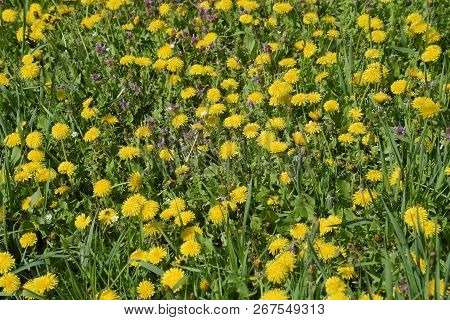 Flowering Dandelions In The Clearing. Meadow With Dandelions