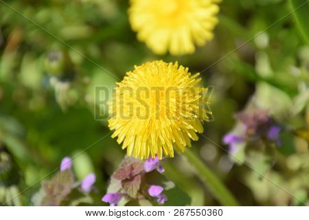 Flowering Dandelions In The Clearing. Meadow With Dandelions
