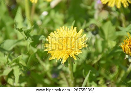 Flowering Dandelions In The Clearing. Meadow With Dandelions