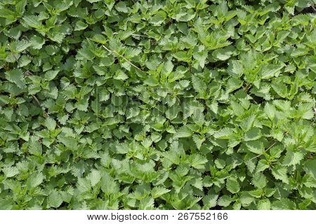Background Of The Young Nettle. Glade Of Nettle In The Garden.