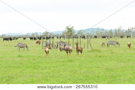 group of Topi (scientific name: Damaliscus lunatus jimela or 