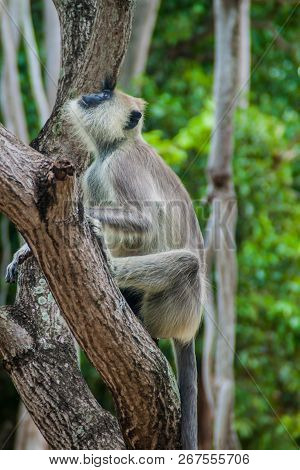 Tufted Gray Langur Semnopithecus Priam On A Tree In The Fort Frederick In Trincomalee, Sri Lanka