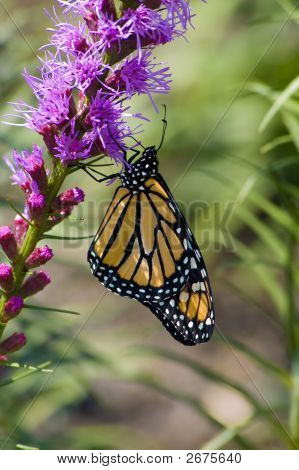 Żółty motyl Monarch